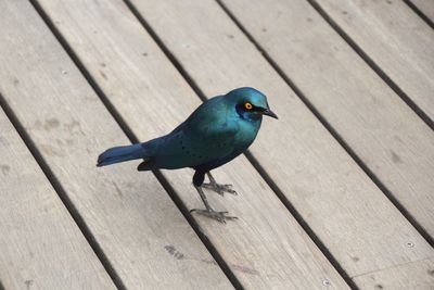 High angle view of bird perching on wood