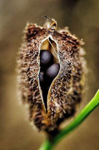 Close-up of dry leaf on plant