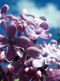 Close-up of purple flowers