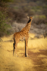 Southern giraffe stands by tree eyeing camera