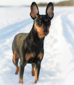 Portrait of dog in snow