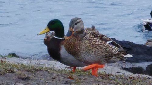 Close-up of duck in water