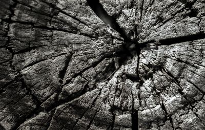 Full frame shot of tree trunk