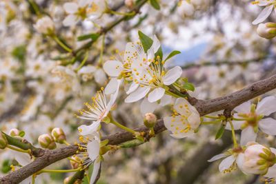 Close-up of white flowers blooming on tree