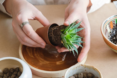 Midsection of woman holding potted plant