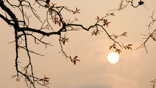 Low angle view of silhouette bare tree against sky during sunset