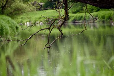 Scenic view of lake in forest