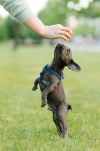 Beautiful french bulldog puppy reaching for a treat