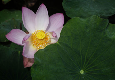 Close-up of lotus water lily in lake