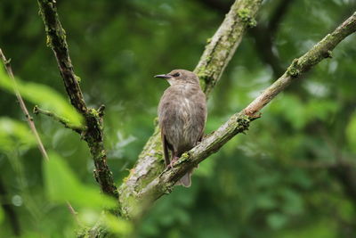 Bird perching on a tree