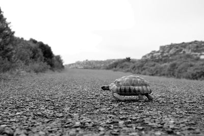 Close-up of tortoise on ground