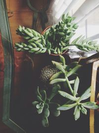 Close-up of potted plant