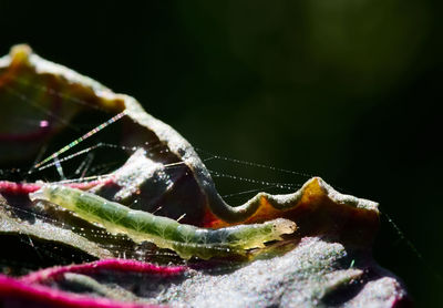 Close-up of insect on plant
