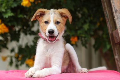 Portrait of dog sitting outdoors
