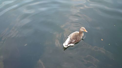 High angle view of duck swimming in lake