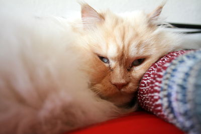 Close-up portrait of a cat