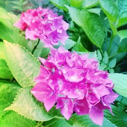 Close-up of pink flowers blooming outdoors