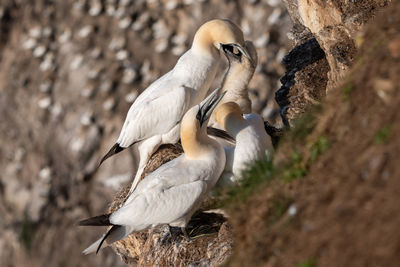 View of birds