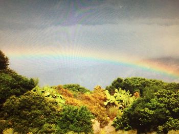 Rainbow over trees