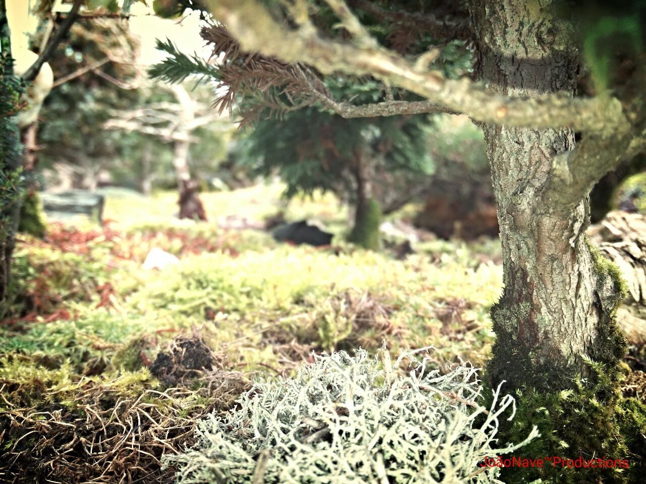 tree trunk, growth, tree, nature, focus on foreground, plant, forest, tranquility, beauty in nature, close-up, grass, growing, field, moss, selective focus, day, branch, outdoors, no people, tranquil scene