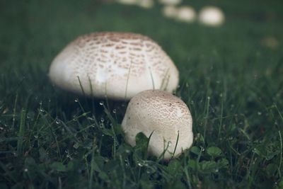 Close-up of mushroom on grassy field