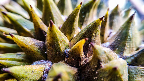 Close-up of succulent plant