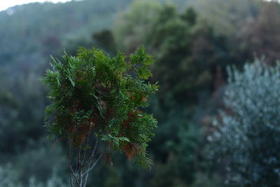 Close-up of fresh green plant