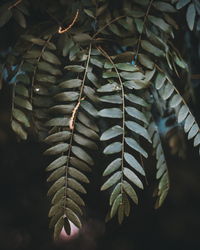 Close-up of fern leaves