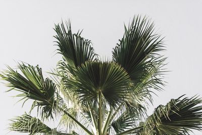 Low angle view of coconut palm tree against clear sky