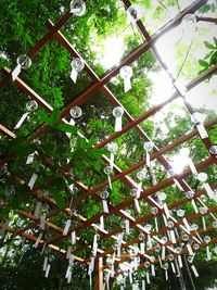 Low angle view of bamboo trees