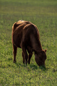 Cow grazing in a field