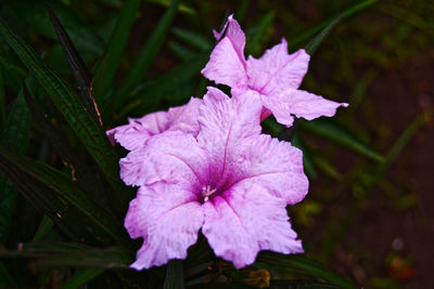 Close-up of flowers