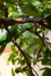 Bird on branch of tree