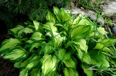 High angle view of fresh green plants on field