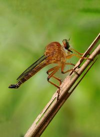 Close-up of insect perching on leaf