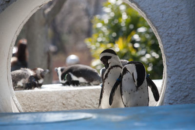 Penguins in zoo