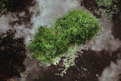 High angle view of wet trees in forest