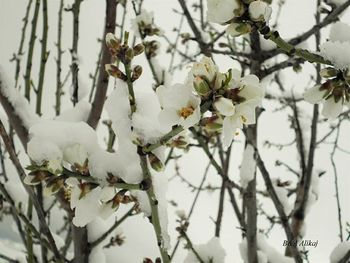 Close-up of white flowers