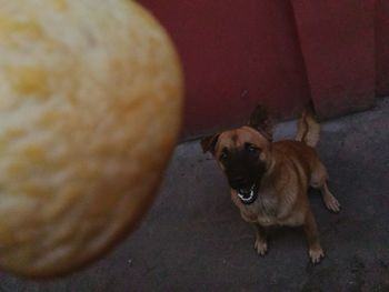 Portrait of dog