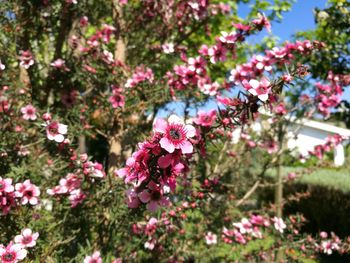 Close-up of pink flowers blooming on tree