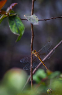 Close-up of dragonfly on plant