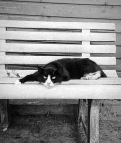 Cat sleeping on bench