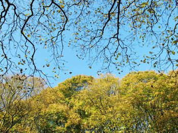 Low angle view of trees