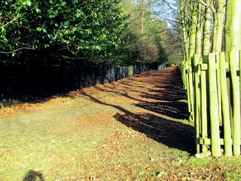 Walkway amidst trees in park