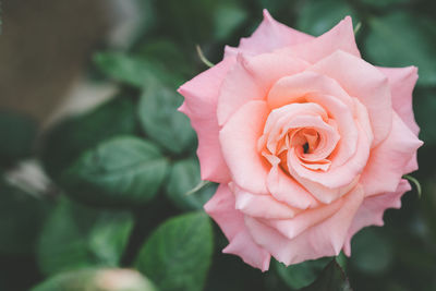 Close-up of pink rose