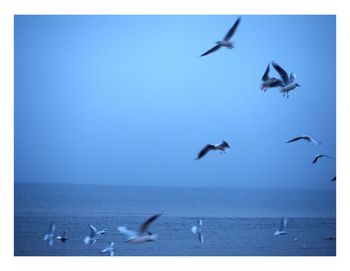 Seagulls flying over beach