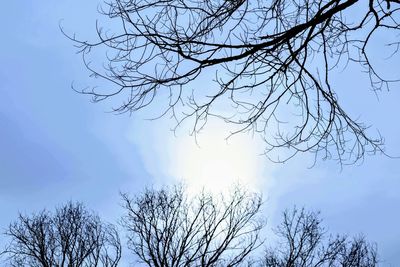 Low angle view of silhouette bare tree against sky