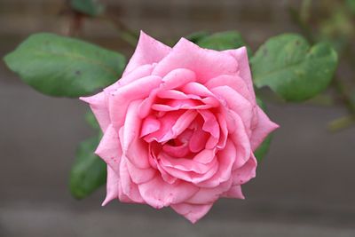 Close-up of pink flower