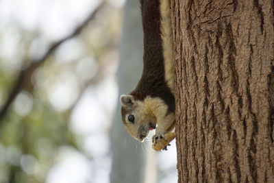 Close-up of squirrel on tree trunk