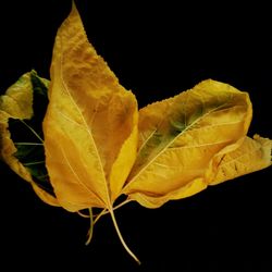 Close-up of leaf against black background